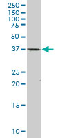 CDX2 Antibody - CDX2 monoclonal antibody, clone 1C7. Western blot of CDX2 expression in human parotid gland.