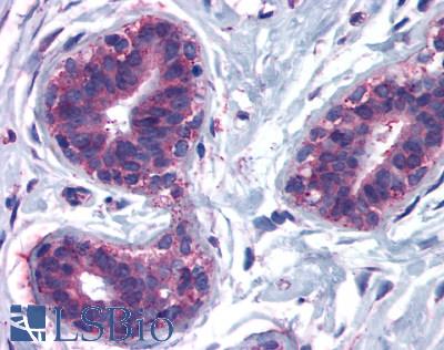 CELSR2 Antibody - Anti-CELSR2 / EGFL2 antibody IHC of human breast, lobular epithelium. Immunohistochemistry of formalin-fixed, paraffin-embedded tissue after heat-induced antigen retrieval.
