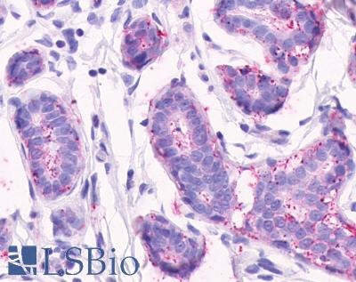 CELSR2 Antibody - Anti-CELSR2 / EGFL2 antibody IHC of human breast, lobular epithelium. Immunohistochemistry of formalin-fixed, paraffin-embedded tissue after heat-induced antigen retrieval.