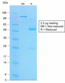 CHGA / Chromogranin A Antibody - SDS-PAGE Analysis of Purified Chromogranin A Rabbit Recombinant Monoclonal Antibody (CHGA/1773R). Confirmation of Purity and Integrity of Antibody.
