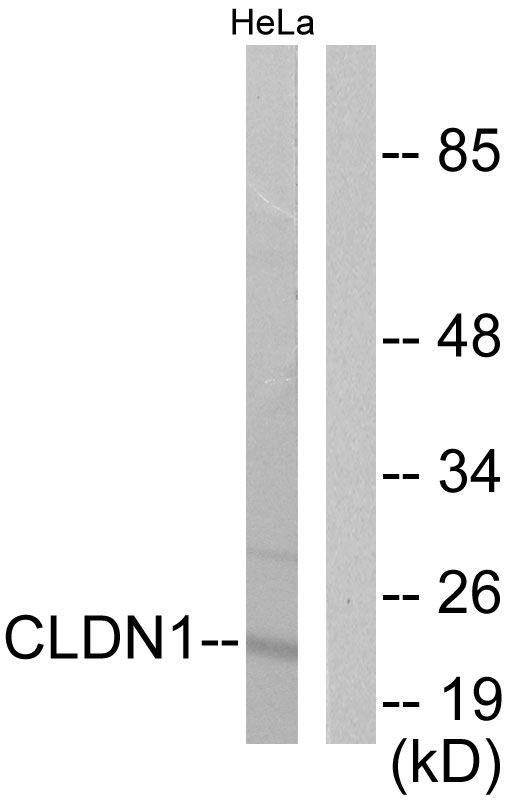 CLDN1 / Claudin 1 Antibody - Western blot analysis of lysates from HeLa cells, using Claudin 1 Antibody. The lane on the right is blocked with the synthesized peptide.