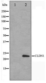 CLDN1 / Claudin 1 Antibody - Western blot of HeLa cell lysate using Claudin 1 Antibody