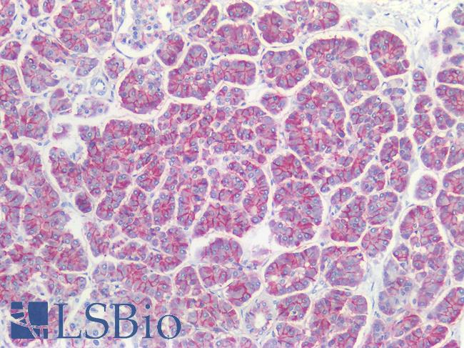 CLDN3 / Claudin 3 Antibody - Human Pancreas: Formalin-Fixed, Paraffin-Embedded (FFPE)