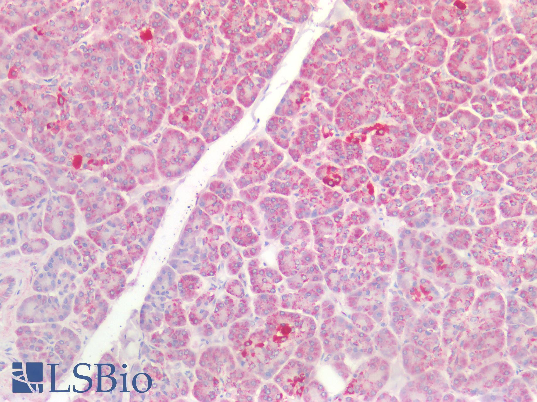 CLDN3 / Claudin 3 Antibody - Human Pancreas: Formalin-Fixed, Paraffin-Embedded (FFPE)