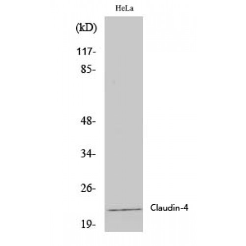 CLDN4 / Claudin 4 Antibody - Western blot of Claudin-4 antibody
