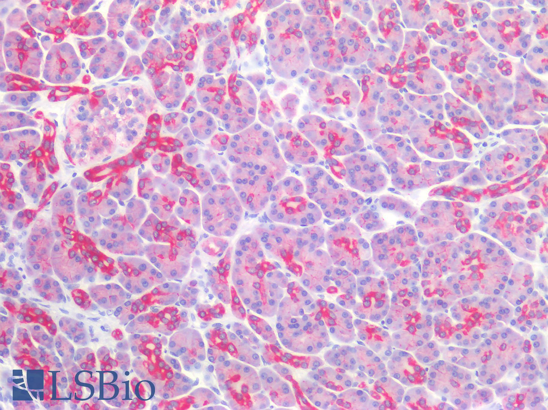 CLDN4 / Claudin 4 Antibody - Human Pancreas: Formalin-Fixed, Paraffin-Embedded (FFPE)