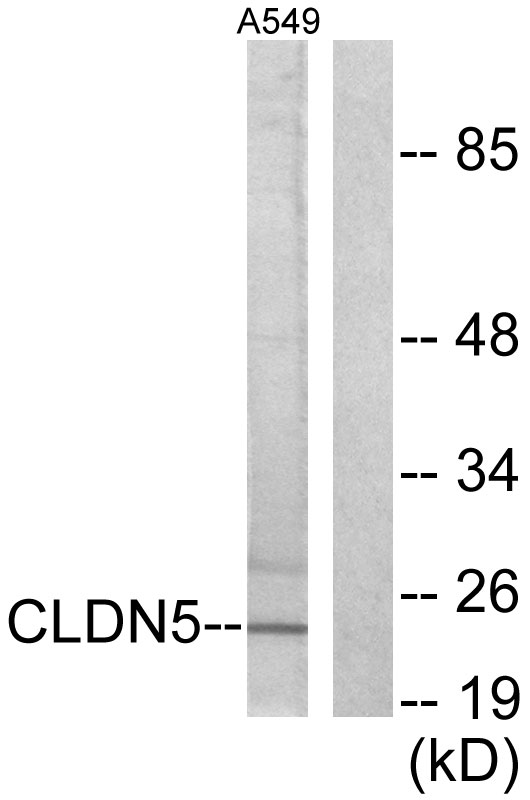 CLDN5 / Claudin 5 Antibody - Western blot analysis of lysates from A549 cells, using Claudin 5 Antibody. The lane on the right is blocked with the synthesized peptide.