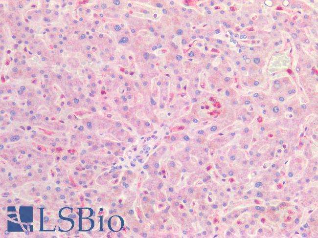 CLDN5 / Claudin 5 Antibody - Human Liver: Formalin-Fixed, Paraffin-Embedded (FFPE)