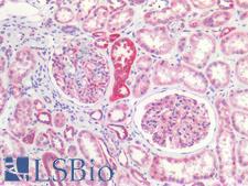 CLDN5 / Claudin 5 Antibody - Human Kidney: Formalin-Fixed, Paraffin-Embedded (FFPE)