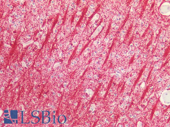 CNPase Antibody - Human Brain, Cortex: Formalin-Fixed, Paraffin-Embedded (FFPE)