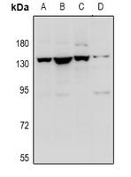CNTN1 / gp135 / Contactin 1 Antibody - Western blot analysis of Contactin 1 expression in A549 (A), HEK293T (B), C6 (C), MEF (D) whole cell lysates.