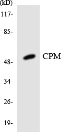 CPM / Carboxypeptidase M Antibody - Western blot analysis of the lysates from HT-29 cells using CPM antibody.