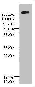 CSPG4 / NG2 Antibody - Western blot All Lanes: CSPG4 antibody IgG at 2.51ug/ml+ A375 whole cell lysate Secondary Goat polyclonal to rabbit IgG at 1/10000 dilution Predicted band size: 251 kDa Observed band size: 251 kDa