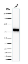 CTNNB1 / Beta Catenin Antibody - Western blot analysis of Hela cell lysate using Beta-Catenin Recombinant Rabbit Monoclonal Antibody (CTNNB1/2030R).
