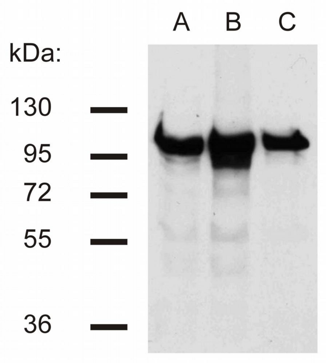 CTNNB1 / Beta Catenin Antibody - Western blotting analysis of beta-catenin in murine 3T3 (A), C57 (B) and KW1 (C) cell lines using EM-22 antibody.
