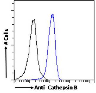 CTSB / Cathepsin B Antibody - Flow cytometric analysis of paraformaldehyde fixed HeLa cells (blue line), permeabilized with 0.5% Triton. Primary incubation 1hr (10ug/ml) followed by Alexa Fluor 488 secondary antibody (1ug/ml). IgG control: Unimmunized goat IgG (black line) followed by Alexa Fluor 488 secondary antibody.
