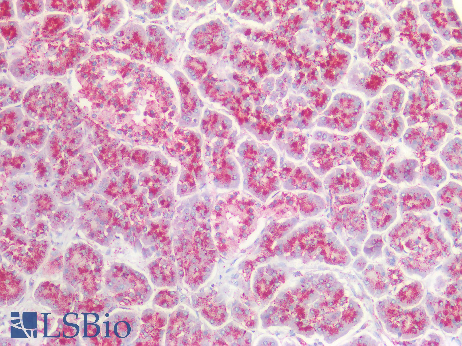 CTSD / Cathepsin D Antibody - Human Pancreas: Formalin-Fixed, Paraffin-Embedded (FFPE)