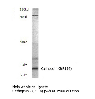 CTSG / Cathepsin G Antibody - Western blot of Cathepsin G (R116) pAb in extracts from HeLa cells.