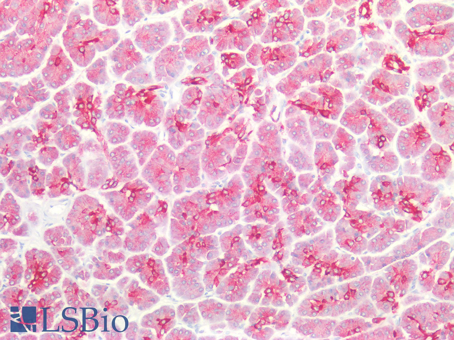 Cytokeratin 8+18 Antibody - Human Pancreas: Formalin-Fixed, Paraffin-Embedded (FFPE)