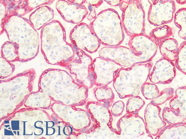 Cytokeratin 8+18 Antibody - Human Placenta: Formalin-Fixed, Paraffin-Embedded (FFPE)