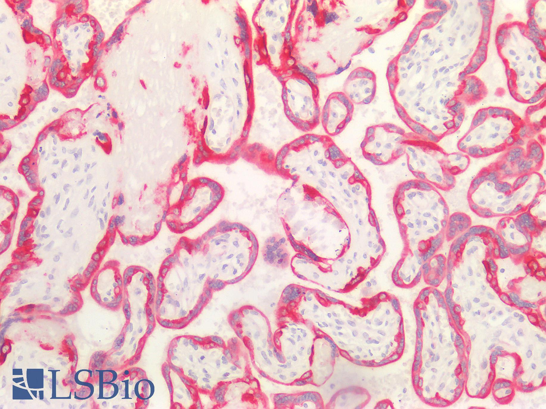 Cytokeratin 8+18 Antibody - Human Placenta: Formalin-Fixed, Paraffin-Embedded (FFPE)
