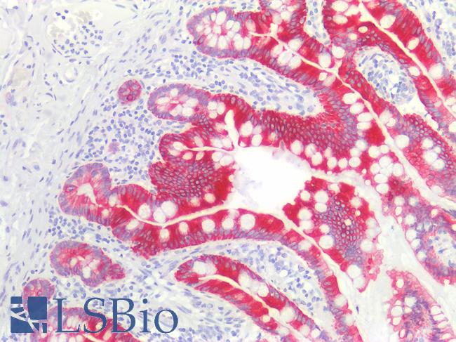 Cytokeratin AE1+AE3 Antibody - Human Small Intestine: Formalin-Fixed, Paraffin-Embedded (FFPE)