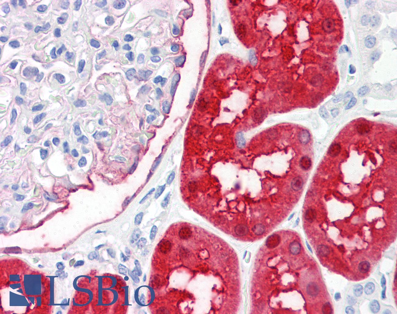 DDC / DOPA Decarboxylase Antibody - Anti-AADC / DOPA Decarboxylase antibody IHC of human kidney. Immunohistochemistry of formalin-fixed, paraffin-embedded tissue after heat-induced antigen retrieval. Antibody dilution 1:100.