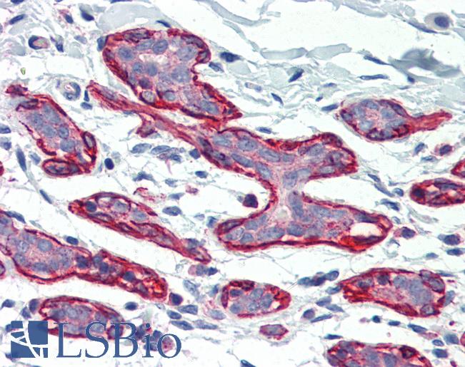 DLG4 / PSD95 Antibody - Anti-DLG4 / PSD95 antibody IHC of human breast. Immunohistochemistry of formalin-fixed, paraffin-embedded tissue after heat-induced antigen retrieval. Antibody concentration 5 ug/ml.