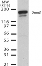 DNMT / DNMT1 Antibody - Western blot analysis for Dnmt1 using antibody at 2 ug/ml against 10 µg of cell lysates of mouse ES cell.