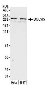 DOCK5 Antibody - Detection of human DOCK5 by western blot. Samples: Whole cell lysate (50 µg) from HeLa and 293T cells prepared using NETN lysis buffer. Antibody: Affinity purified rabbit anti-DOCK5 antibody used for WB at 0.4 µg/ml. Detection: Chemiluminescence with an exposure time of 30 seconds.
