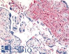 DPP4 / CD26 Antibody - Anti-CD26 antibody IHC of human placenta. Immunohistochemistry of formalin-fixed, paraffin-embedded tissue after heat-induced antigen retrieval.