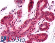 DUSP26 / MKP8 Antibody - Anti-DUSP26 antibody IHC of human breast. Immunohistochemistry of formalin-fixed, paraffin-embedded tissue after heat-induced antigen retrieval.