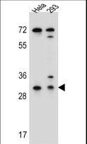 EFNB2 / Ephrin B2 Antibody - EFNB2 Antibody western blot of HeLa,293 cell line lysates (35 ug/lane). The EFNB2 antibody detected the EFNB2 protein (arrow).