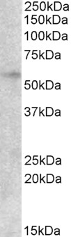 EGR2 Antibody - Goat Anti-EGR2 Antibody (2µg/ml) staining of lysates of cell line HepG2 (35µg protein in RIPA buffer). Detected by chemiluminescencence.