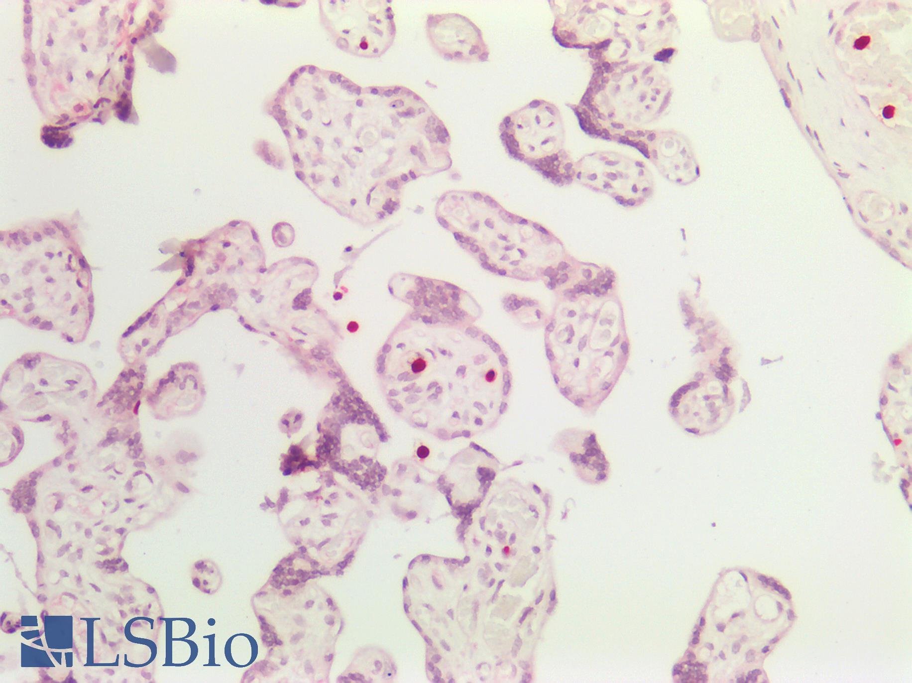 EIF4EBP1 / 4EBP1 Antibody - Human Placenta: Formalin-Fixed, Paraffin-Embedded (FFPE)