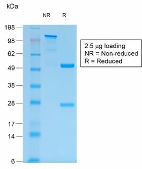 EMA / MUC1 Antibody - SDS-PAGE Analysis of Purified MUC1 Rabbit Recombinant Monoclonal Antibody (MUC1/1887R). Confirmation of Purity and Integrity of Antibody.
