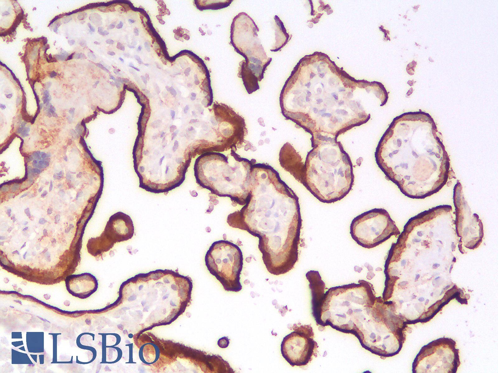 EMA / MUC1 Antibody - Human Placenta: Formalin-Fixed, Paraffin-Embedded (FFPE)