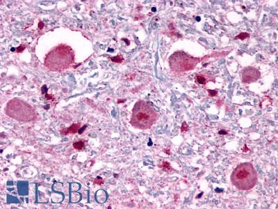 Encephalopsin / OPN3 Antibody - Brain, Medulla