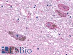 Encephalopsin / OPN3 Antibody - Brain, substantia nigra