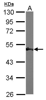 ENO1 / Alpha Enolase Antibody - Sample (50 ug of whole cell lysate). A: Mouse brain. 10% SDS PAGE. ENO1 / Alpha Enolase antibody diluted at 1:1000.