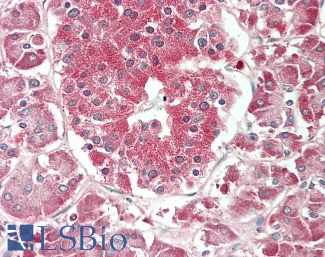 ENO1 / Alpha Enolase Antibody - Human Pancreas: Formalin-Fixed, Paraffin-Embedded (FFPE)