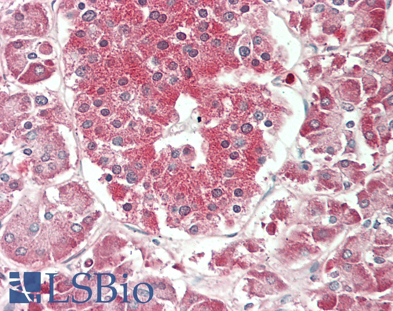 ENO1 / Alpha Enolase Antibody - Human Pancreas: Formalin-Fixed, Paraffin-Embedded (FFPE)