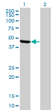 ENO1 / Alpha Enolase Antibody - Western blot of ENO1 expression in transfected 293T cell line by ENO1 monoclonal antibody clone 8G8.