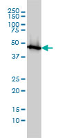 ENO1 / Alpha Enolase Antibody - ENO1 monoclonal antibody clone 8G8 Western blot of ENO1 expression in MCF-7.