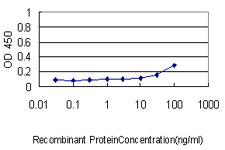 ENO1 / Alpha Enolase Antibody - Detection limit for recombinant GST tagged ENO1 is approximately 0.3 ng/ml as a capture antibody.