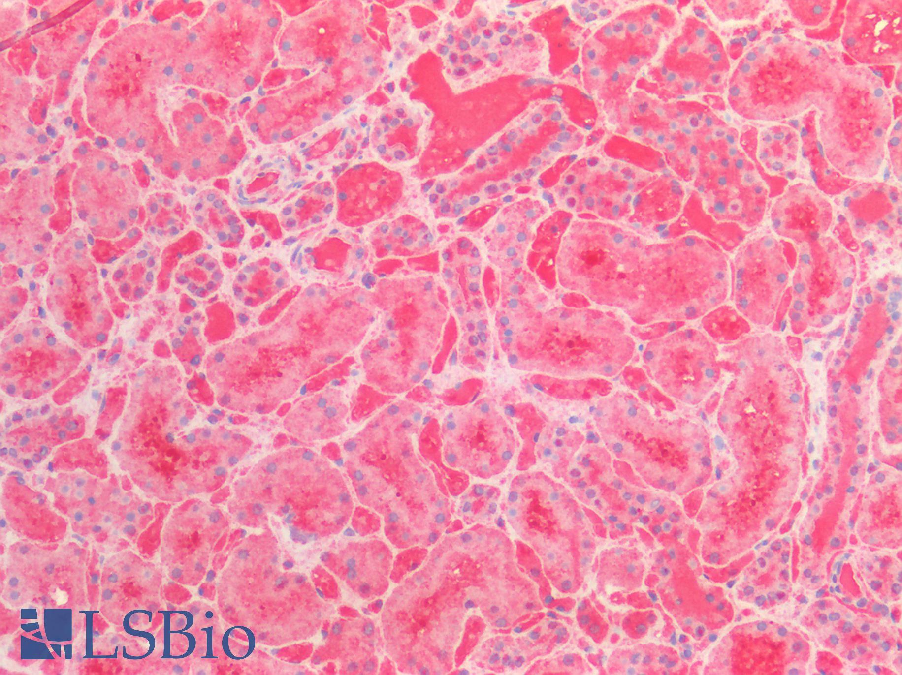 ENO1 / Alpha Enolase Antibody - Human Kidney: Formalin-Fixed, Paraffin-Embedded (FFPE)