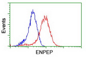 ENPEP / Aminopeptidase A Antibody - Flow cytometry of HeLa cells, using anti-ENPEP antibody (Red), compared to a nonspecific negative control antibody (Blue).
