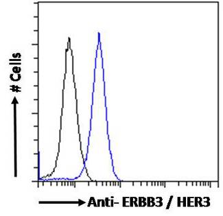 ERBB3 / HER3 Antibody - ERBB3 / HER3 antibody flow cytometric analysis of paraformaldehyde fixed MCF7 cells (blue line), permeabilized with 0.5% Triton. Primary incubation 1hr (10ug/ml) followed by Alexa Fluor 488 secondary antibody (1ug/ml). IgG control: Unimmunized goat IgG (black line) followed by Alexa Fluor 488 secondary antibody.