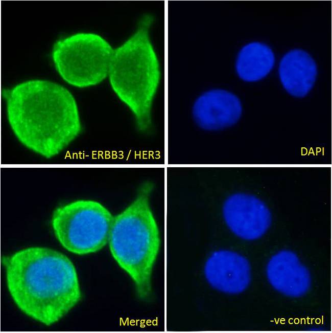 ERBB3 / HER3 Antibody - ERBB3 / HER3 antibody immunofluorescence analysis of paraformaldehyde fixed MCF7 cells, permeabilized with 0.15% Triton. Primary incubation 1hr (10ug/ml) followed by Alexa Fluor 488 secondary antibody (2ug/ml), showing plasma membrane/cytoplasmic staining. The nuclear stain is DAPI (blue). Negative control: Unimmunized goat IgG (10ug/ml) followed by Alexa Fluor 488 secondary antibody (4ug/ml).