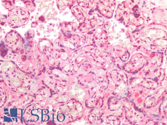 ERG Antibody - Human Placenta: Formalin-Fixed, Paraffin-Embedded (FFPE)